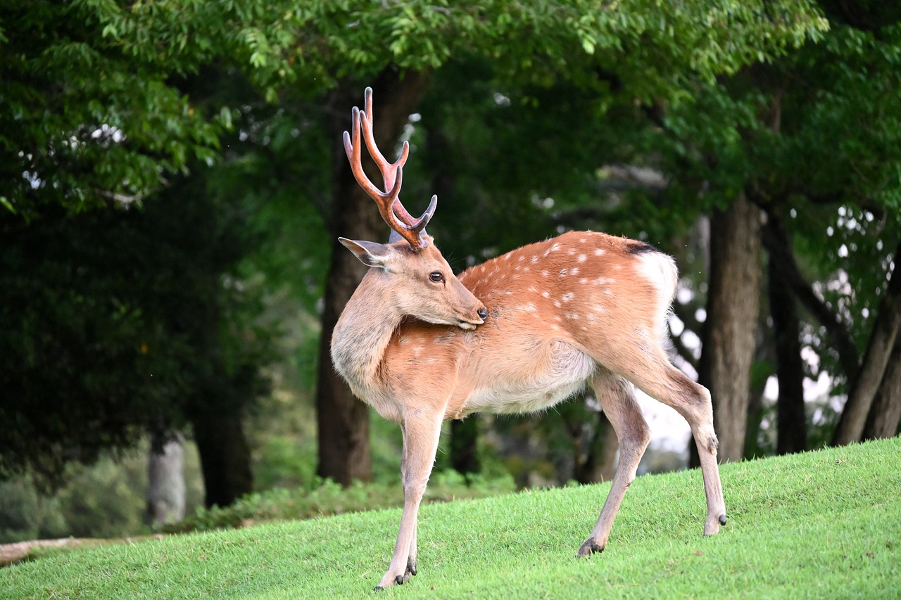 Alien Invasion: How Invasive Species Threaten Biodiversity